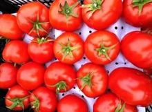 Почти 20 тонн зараженных томатов завезли на Средний Урал