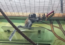 В Екатеринбургском зоопарке размножились игрунки Жоффруа
