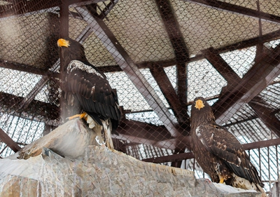 В Екатеринбургском зоопарке поселилась пара белоплечих орланов В Екатеринбургском зоопарке поселилась пара белоплечих орланов